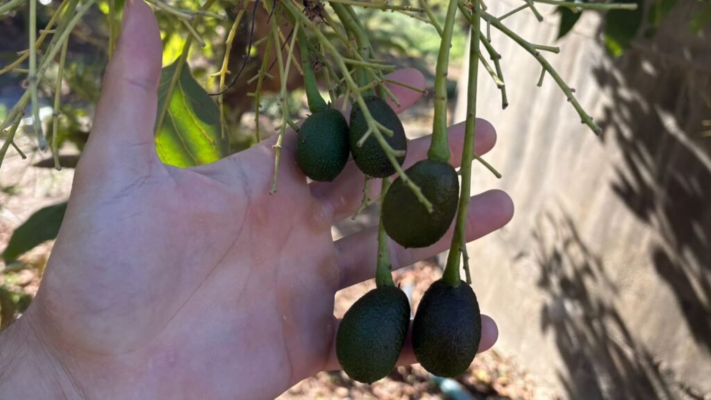 Caída del fruto del aguacate