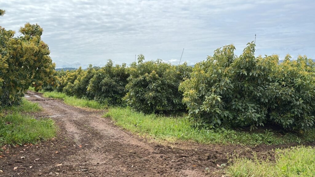 Gestionando finca de agucates