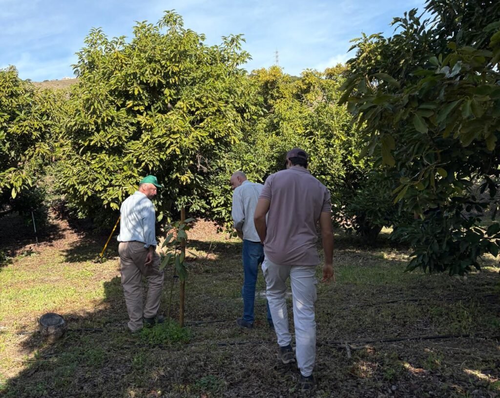 Asesoramiento técnico de aguacate