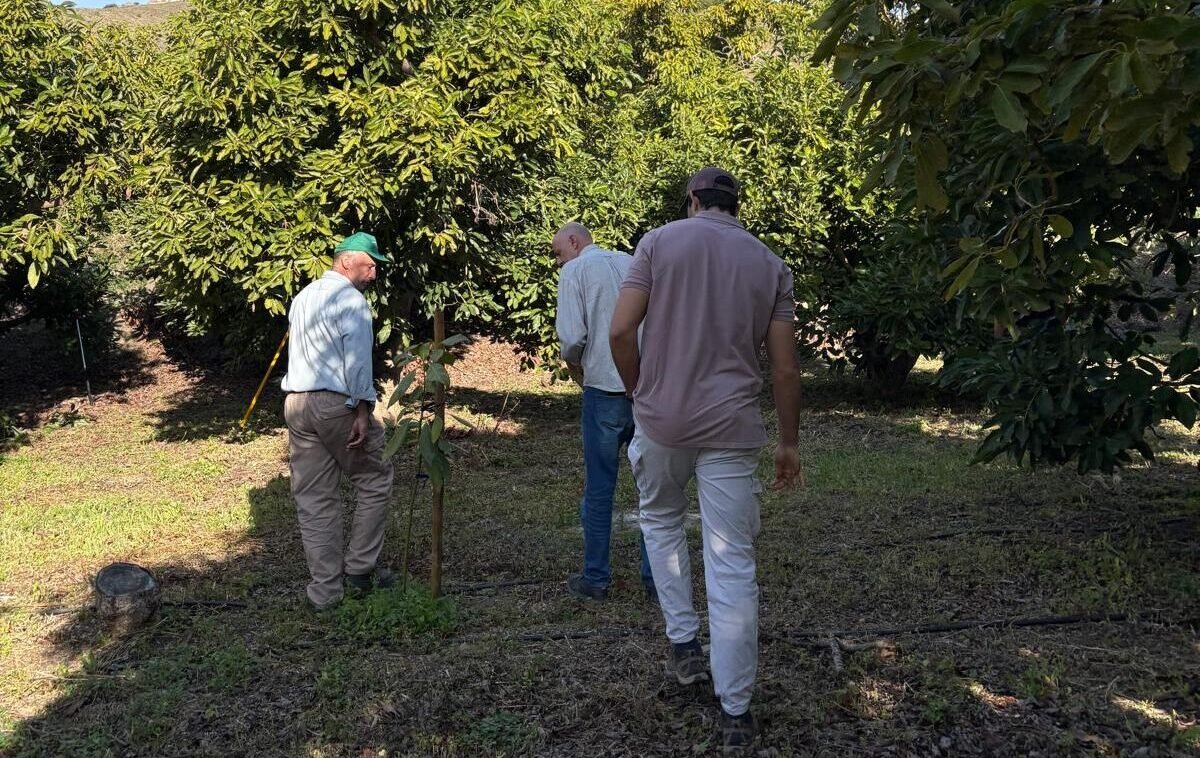 Asesor em cultivo de aguacate asesorando técnicamente