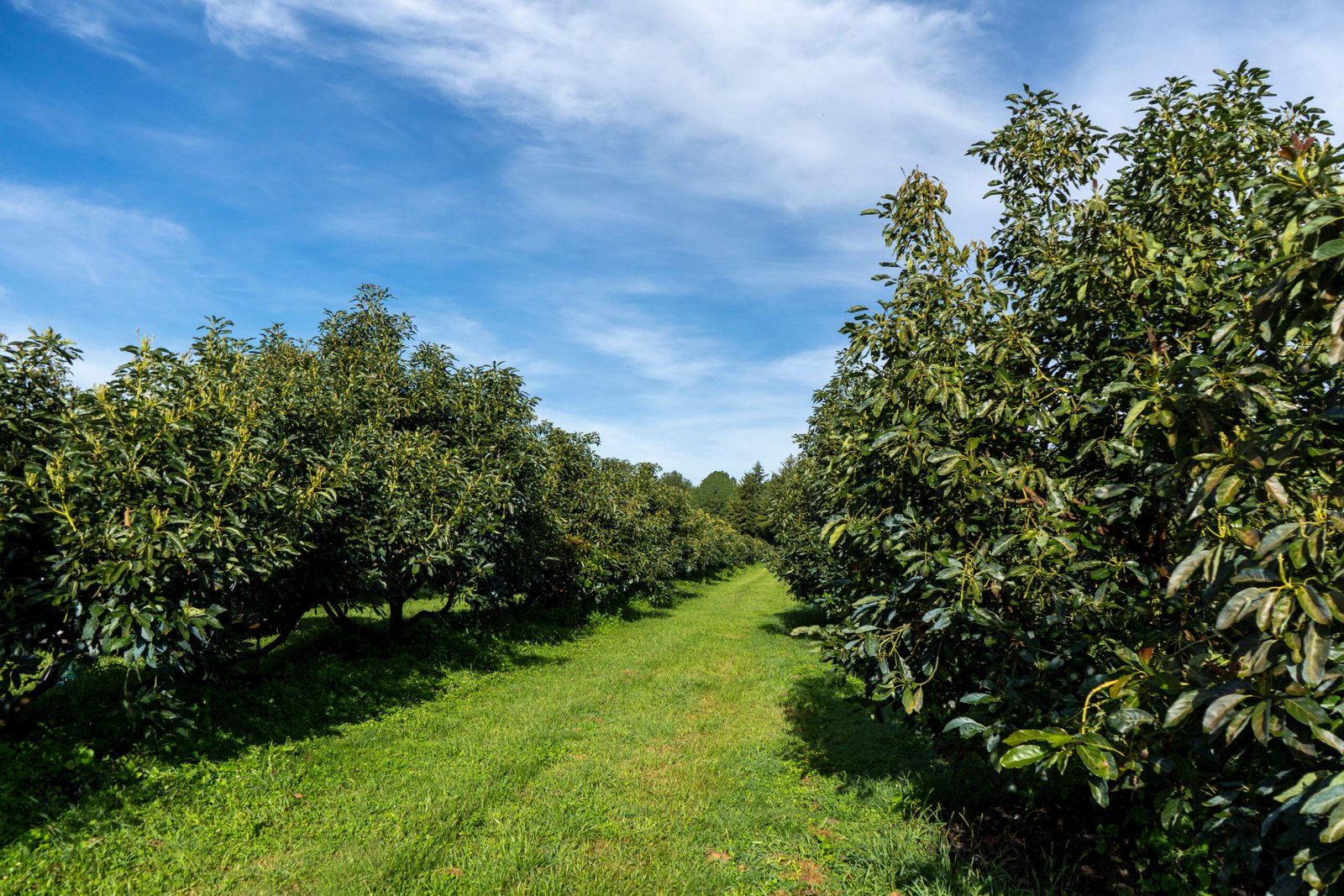 Coste de producción del aguacate