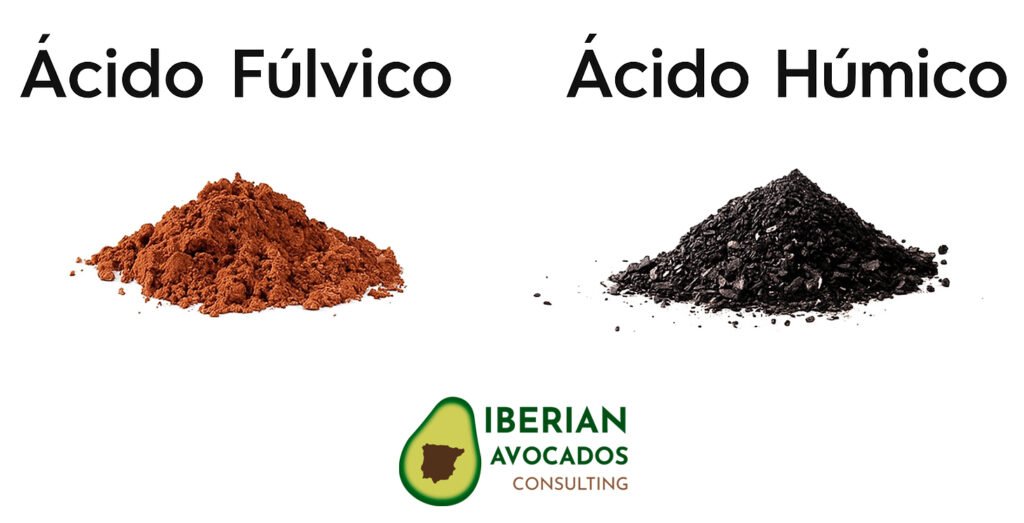 ácido fúlvico y húmico para protección de el calor en el aguacate y el estrés térmico