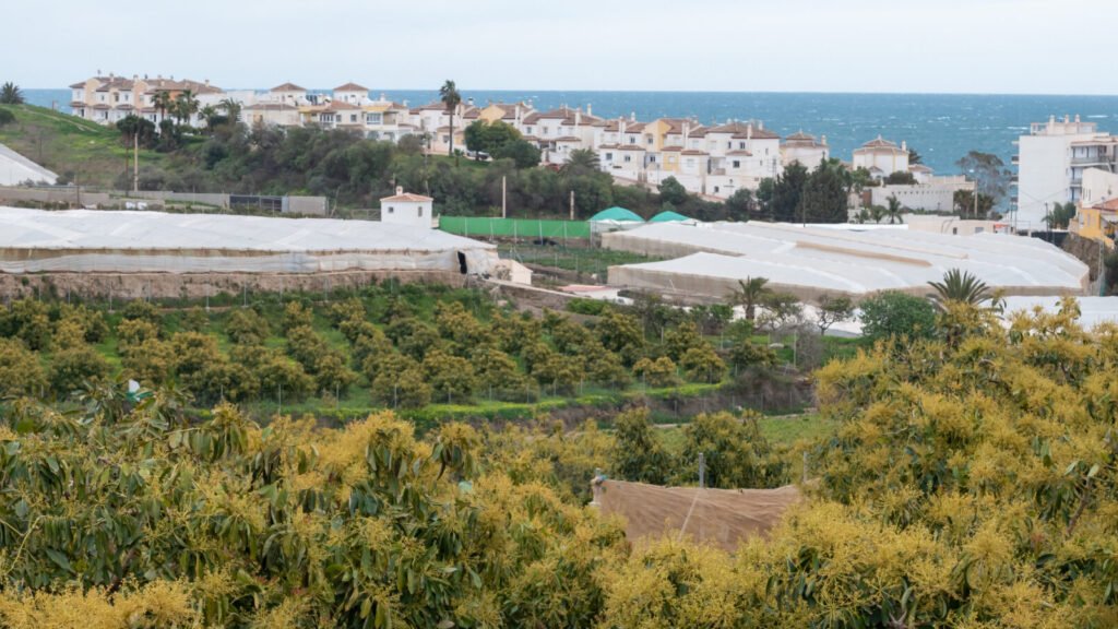 finca de aguacates en el calor de Andalucía