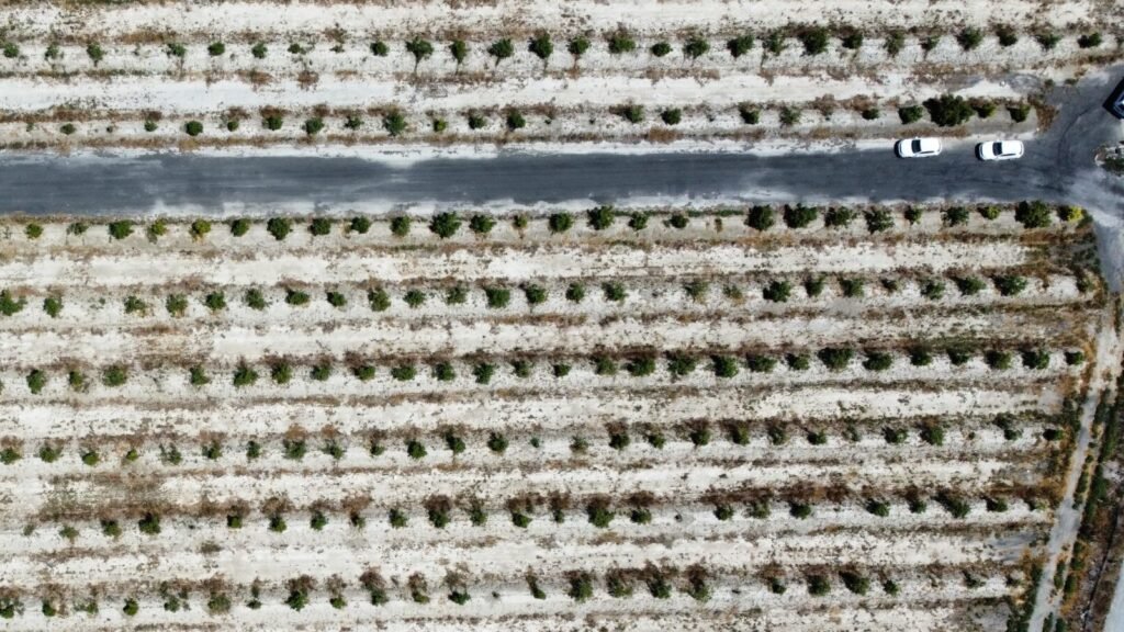 Vista aérea de una finca de aguacates en Málaga, Andalucía