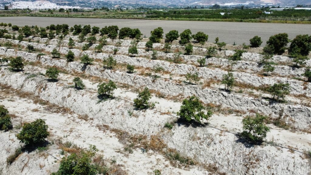 Aguacates en barracones en Málaga, Andalucía